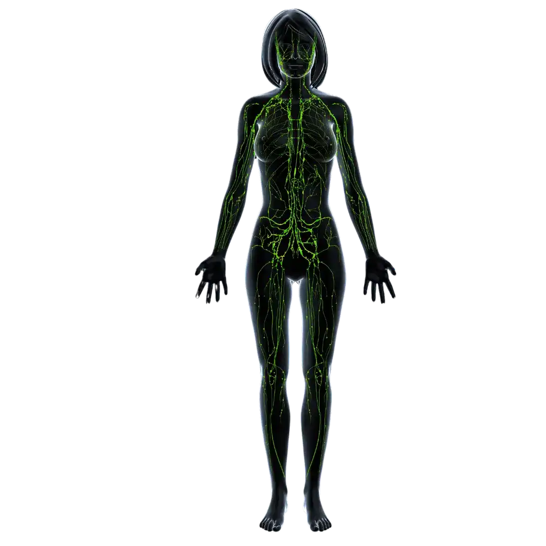 Woman vascular system